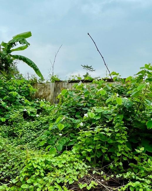 A green plants growing on a wall

Description automatically generated with medium confidence