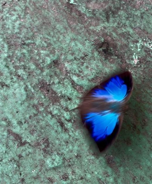 A blue butterfly on a green surface

Description automatically generated